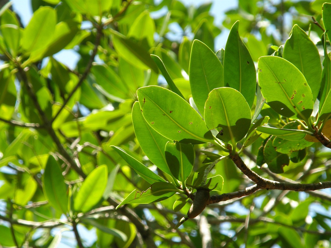 Eco‑Smart Termite Tactics: IPM Versus Traditional Soil Barriers for Tree Health