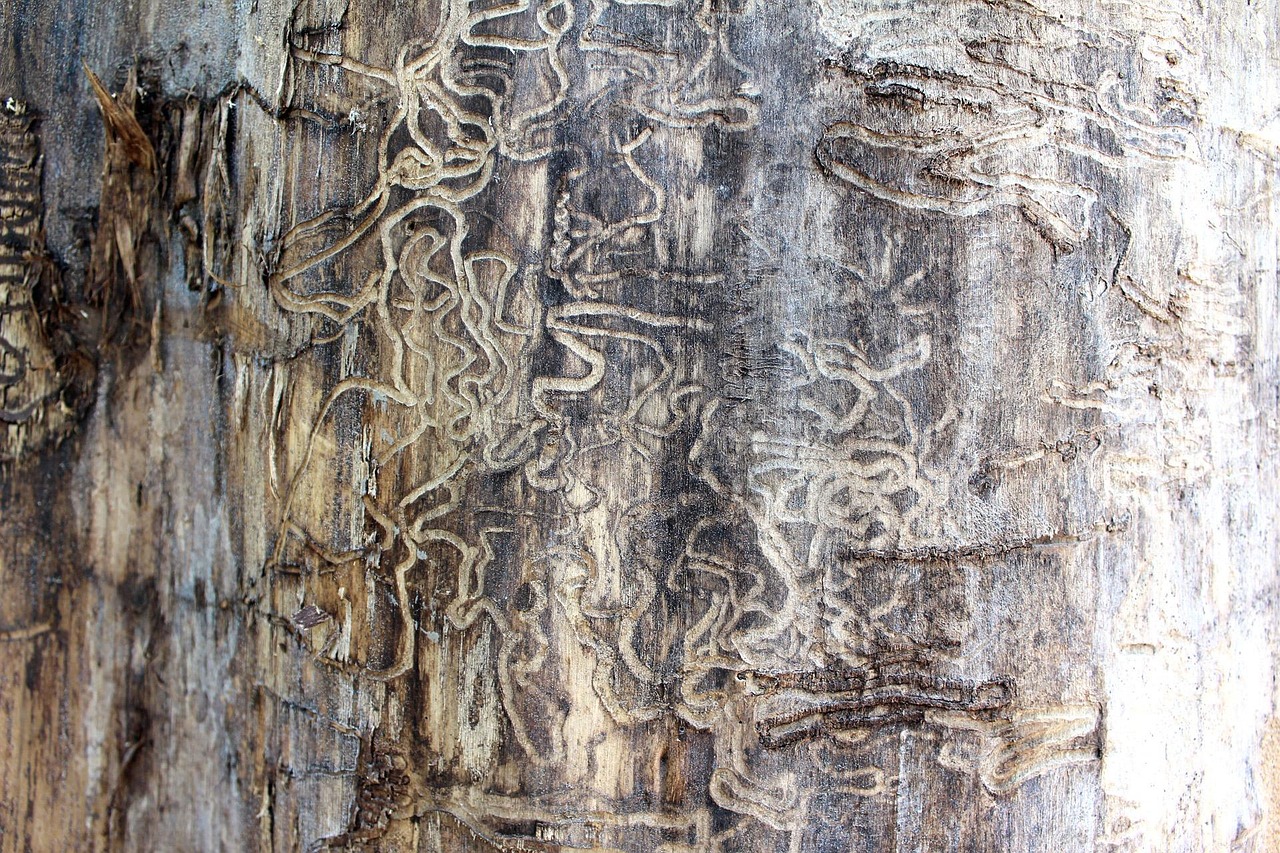 Community Canopies at Risk: The Hidden Cost of Tree‑Borne Termite Outbreaks
